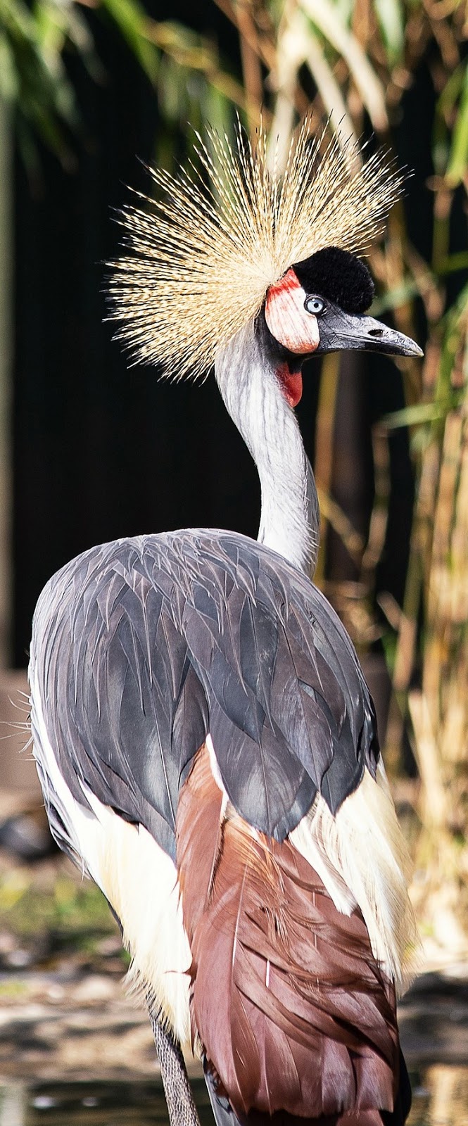 Picture of a grey crowned crane.