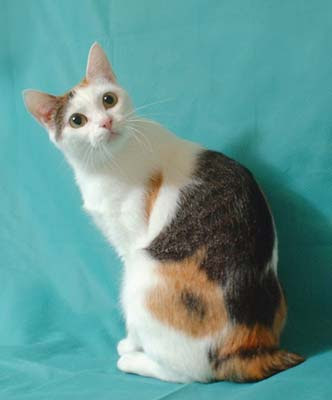 Picture of Japanese Bobtail Top Cat