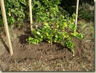 lemon tree_1_1_1