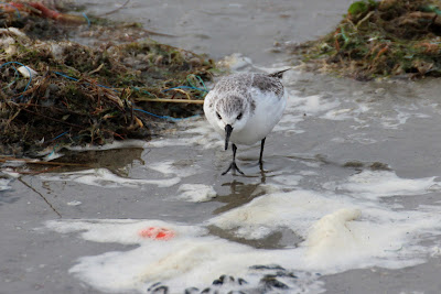 Drieteenstrandloper - Sângril - Calidris alba