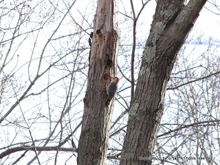 Red-bellied Woodpecker