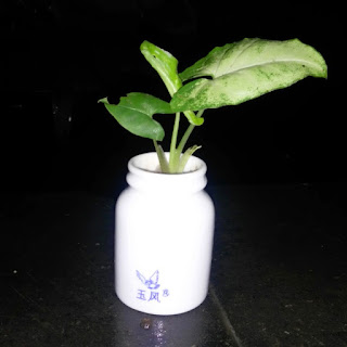 Tanaman syngonium Podophyllum dalam pot mini