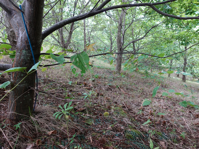 むきばんだ史跡公園の弥生の森