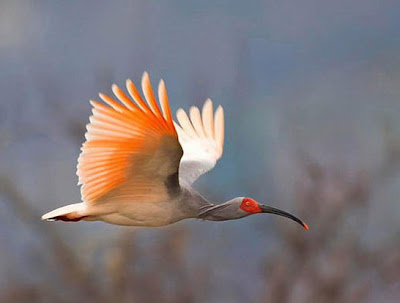 The Worlds Rarest Birds 2 008%255B3%255D Foto Foto Mengagumkan Dari Pemenang Kompetisi Fotografi Internasional Tentang Burung Paling Langka Di Dunia