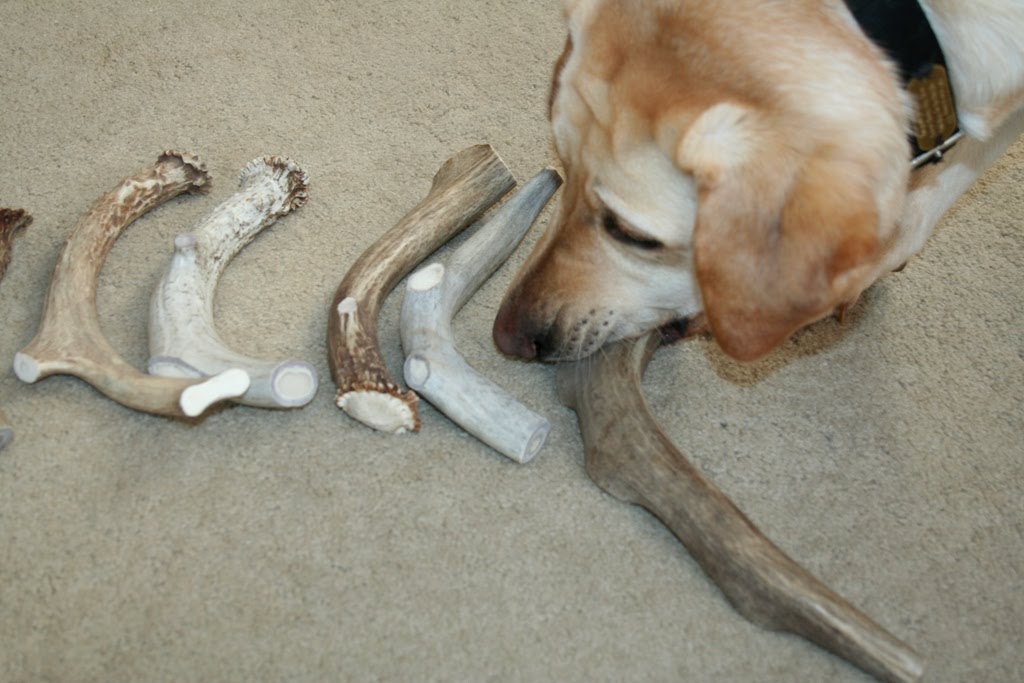 cabana picks up the largest antler on the end