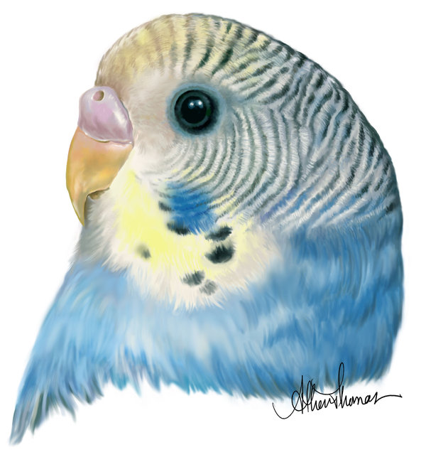 Budgies are Awesome: December 2011