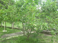 a large blackberry bush