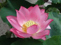 Benefits of Lotus for Health