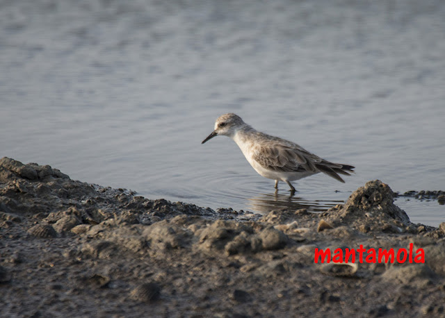 Red-Necked Stint (Calidris fruficollis)