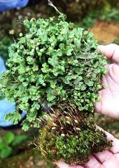 Little green wonder: Mosses found in a ditch next to a vegetable plot in Cameron Highlands.