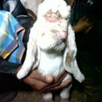 Wajah Anak Kambing Mirip Manusia Di Pamekasan