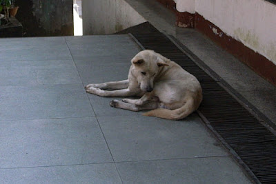 タイの野良犬