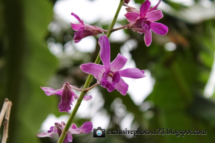 Anggrek Cantik, beautiful orchids