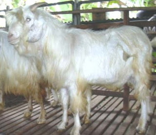 KARAKTERISTIK KAMBING GEMBRONG