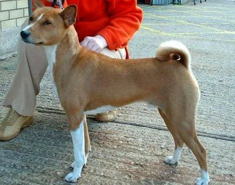 Basenji Köpeği Özellikleri (Basenji Dog)