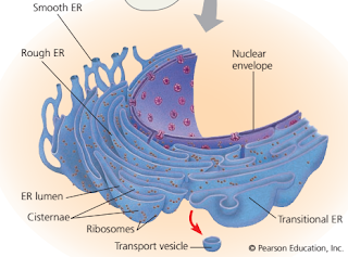 vesikel transport, protein secretory, RE kasar, fungsi retikulum endoplasma kasar