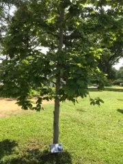 Chengal Tree at Changi Museum