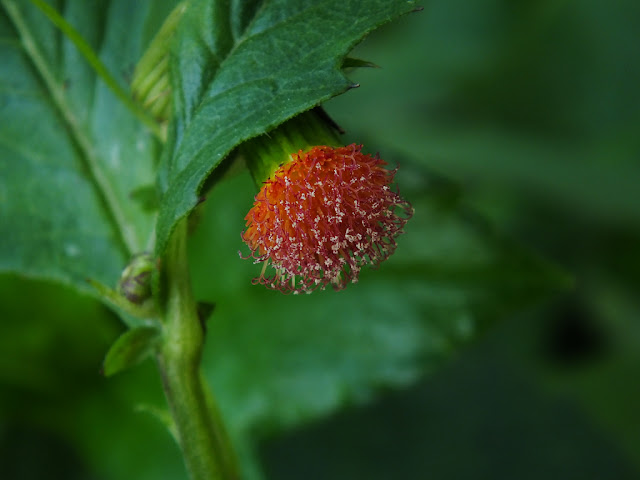 Bunga Merah Putih Merona