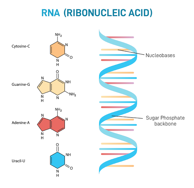 Ribonucleic Acid: RNA