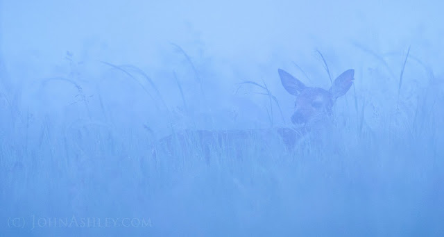 Deer in fog (c) John Ashley