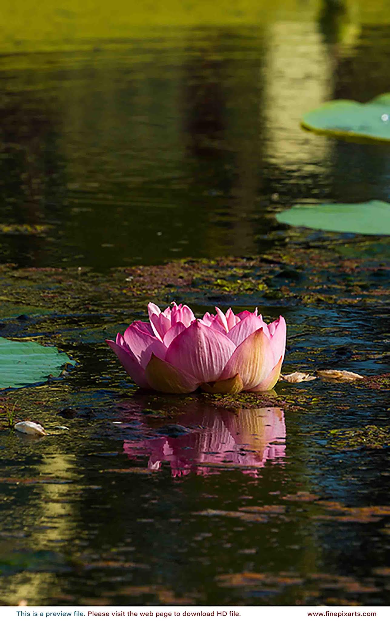 Lotus flower 00044