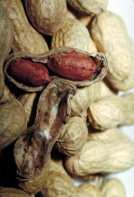 Củ và hạt Lạc - Arachis hypogea - Nguyên liệu làm thuốc Nhuận Tràng và Tẩy