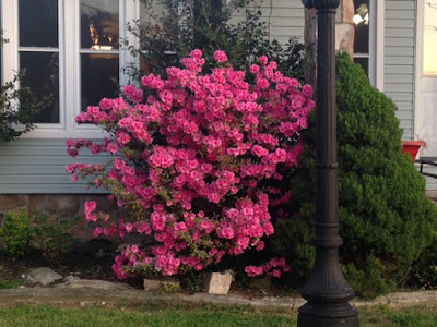 pink azalea