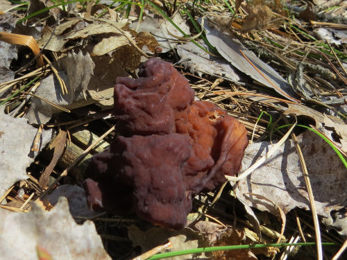 Gyromitra infula