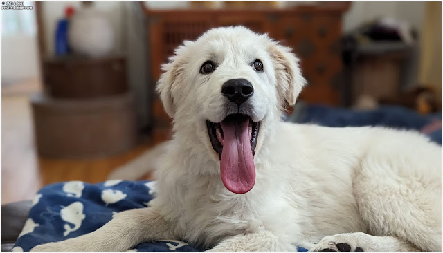 maremma sheepdog