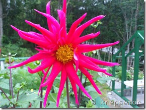 Dahlia Fantasia