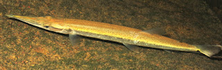 pike characin