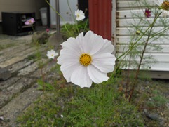 DSCN1137