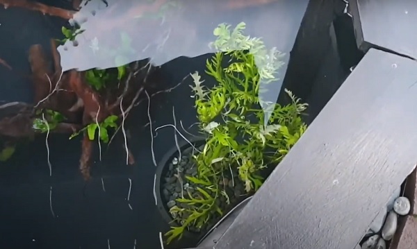 How to grow Water Wisteria / Water Sprite in pond?