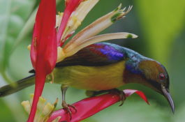 Cara perawatan burung kolibri wulung