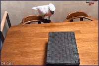 Hilarious Cat GIF • Funny Cockatoo slamming wicker basket lid on naughty Bengal cat [ok-cats.com]