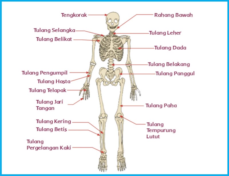 17+ Gambar Tulang Lengan