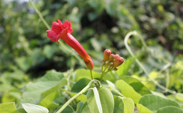 Trumpet Vine Flowers Pictures