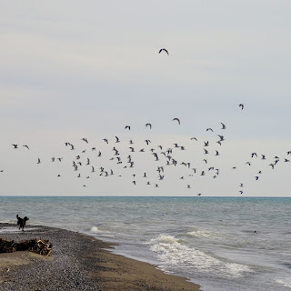 Dog chasing birds on shore of Lake Ontario.