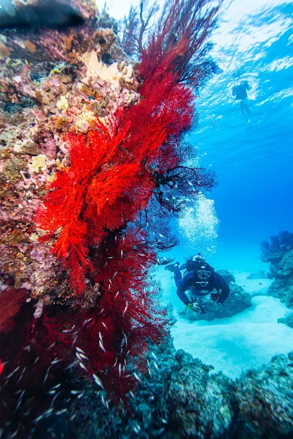 Discover the amazing underwater world and learn how to scuba dive with this ultimate guide.