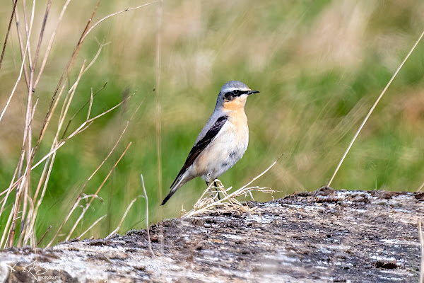 Wheatear