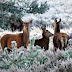 3 deer in the Irish National Forest