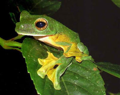 Pictures Of Wallace's Flying Frog - Free Wallace's Flying Frog pictures 