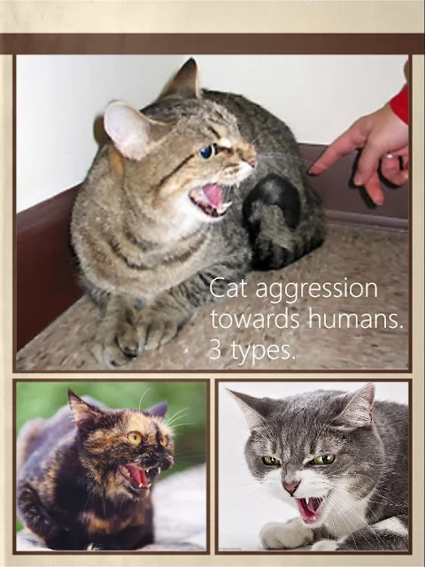 Cat aggression towards humans
