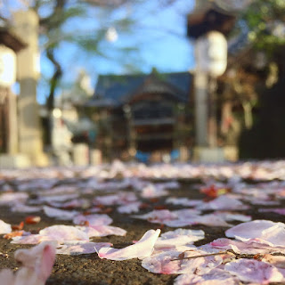 Photo: Sakura 2016 | Tokyo | 2016-02