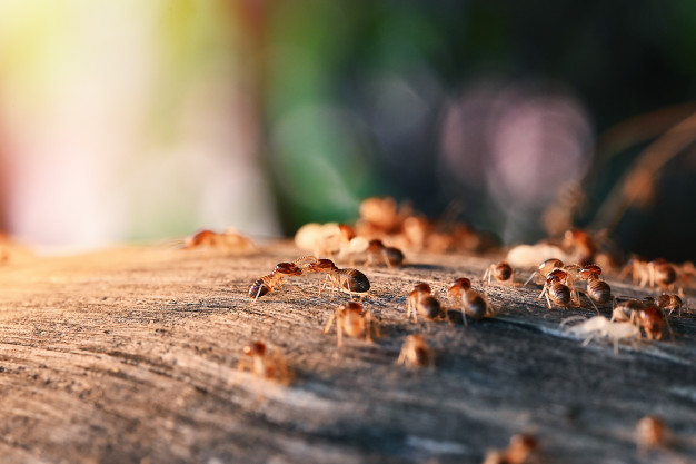  High Quality Termites Exterminator in Nassau County