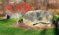 American Winterberry (Ilex verticillata)