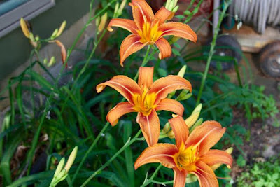 daylillies, first blooms 2016