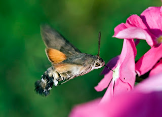 Because of its flying agility and actions, the hummingbird hawk-moth may be confused with hummingbirds. It also shows the design work of the creator.