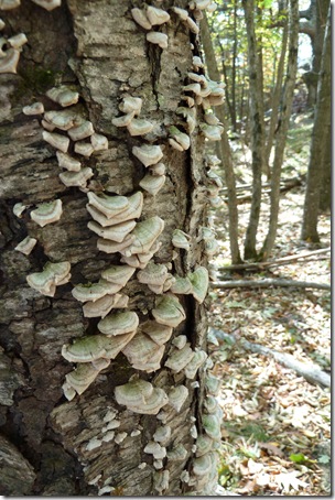 P1010947