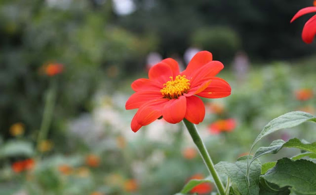 Mexican Sunflower Pictures